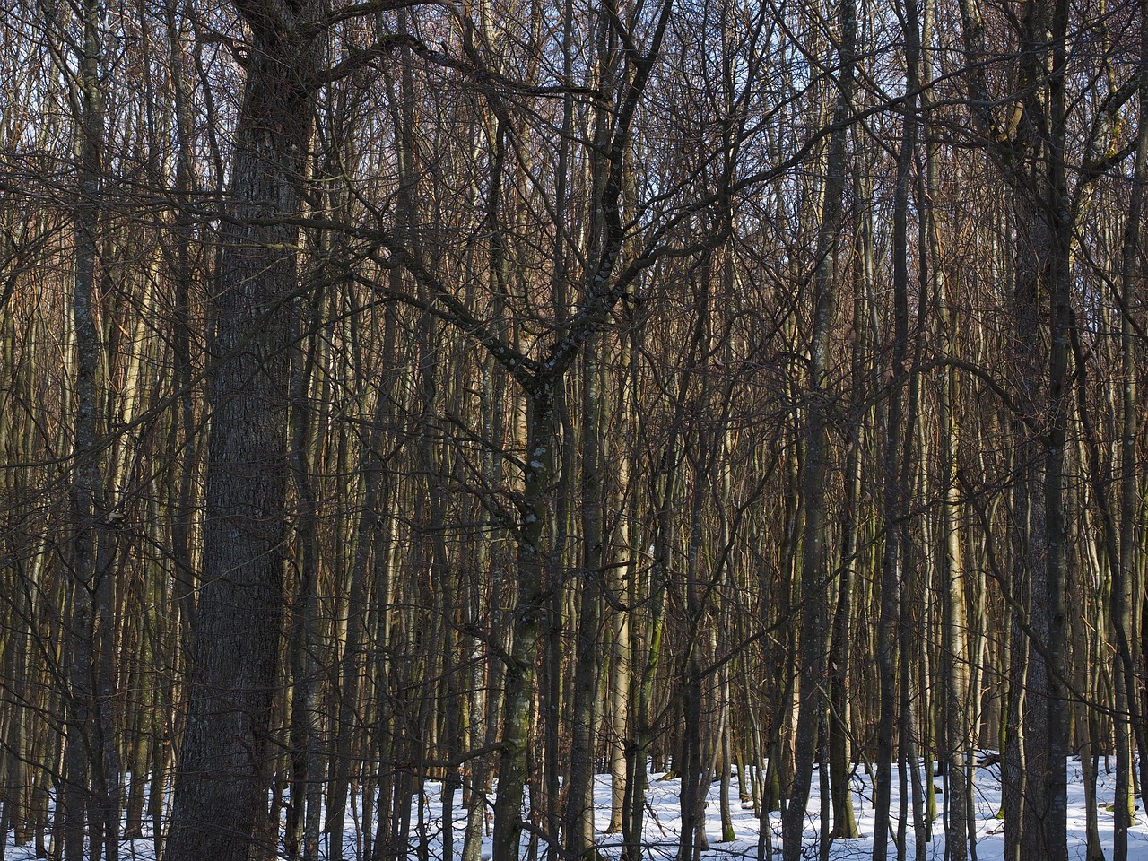 forest trees deciduous forest free photo