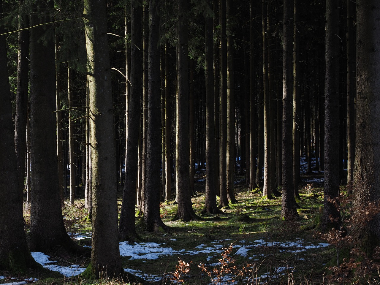 forest trees tree trunks free photo