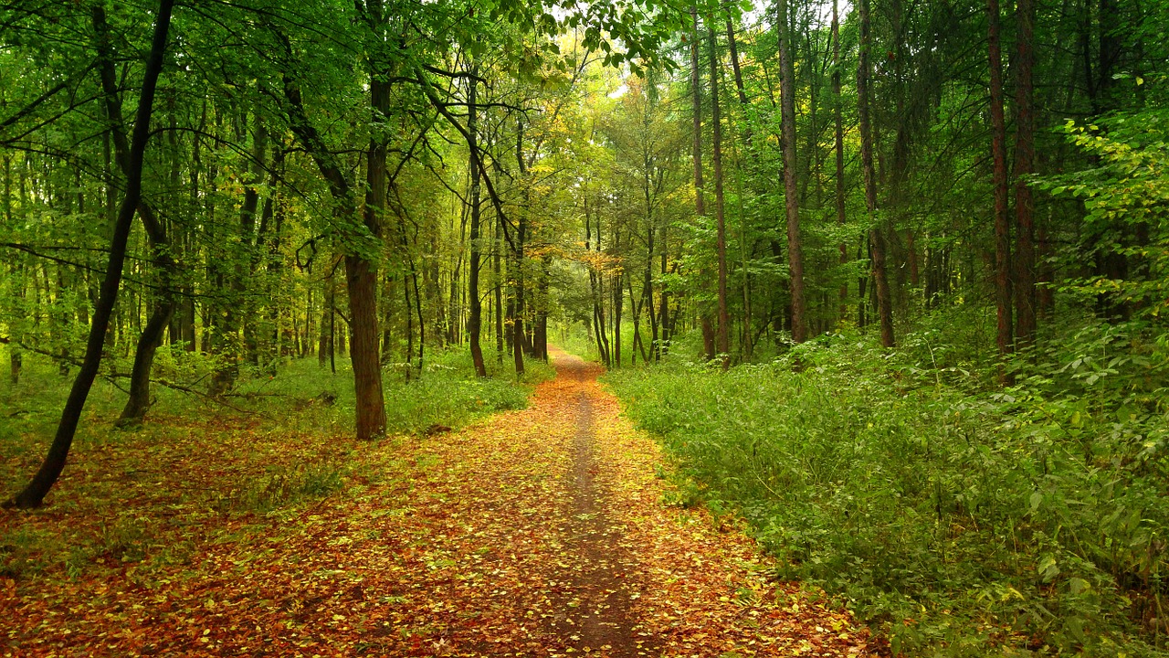 forest autumn litter free photo