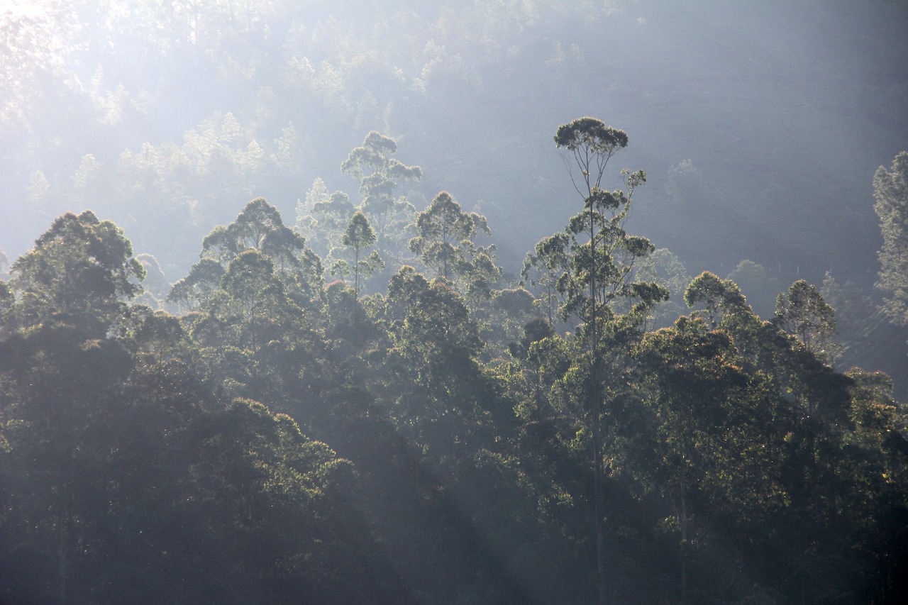 forest fog dawn free photo