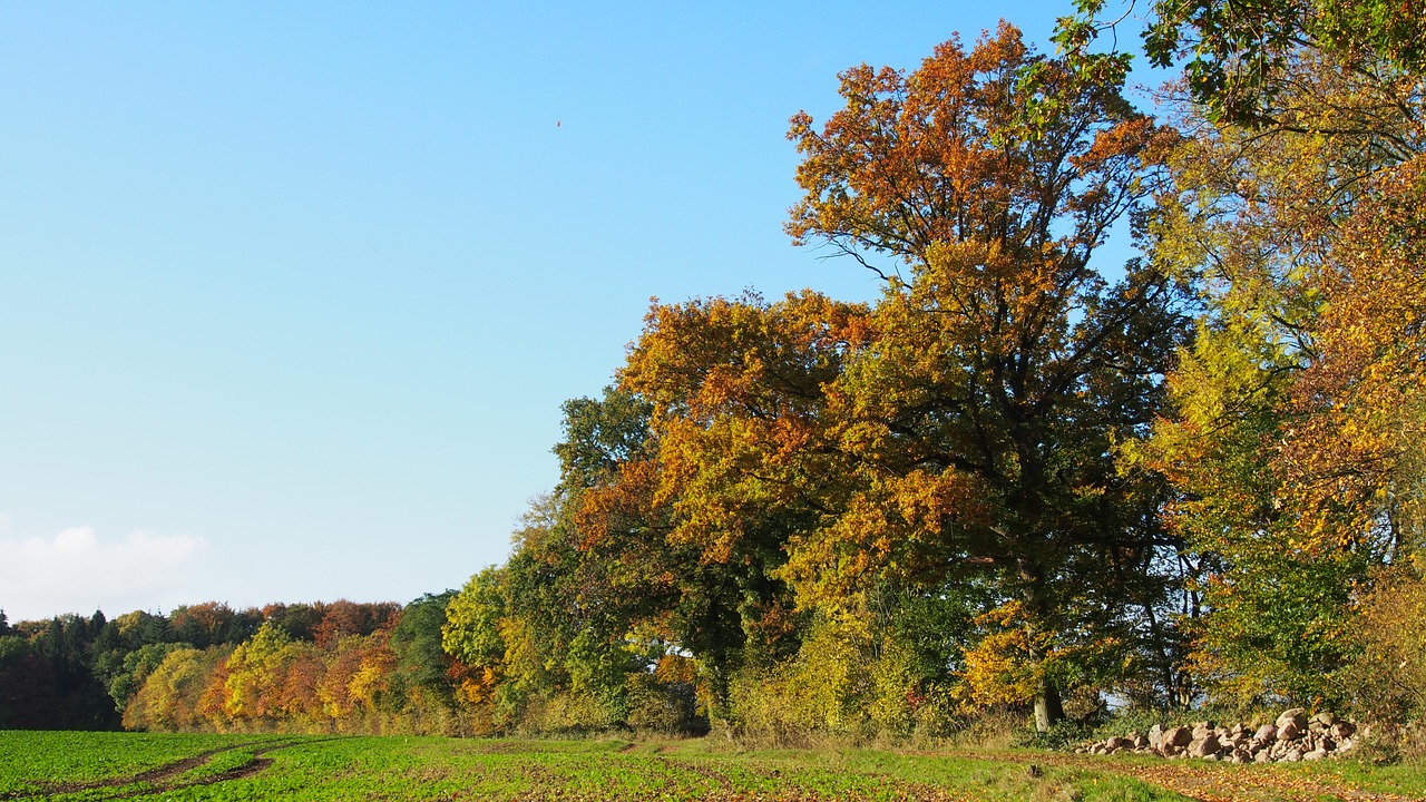 forest nature trees free photo