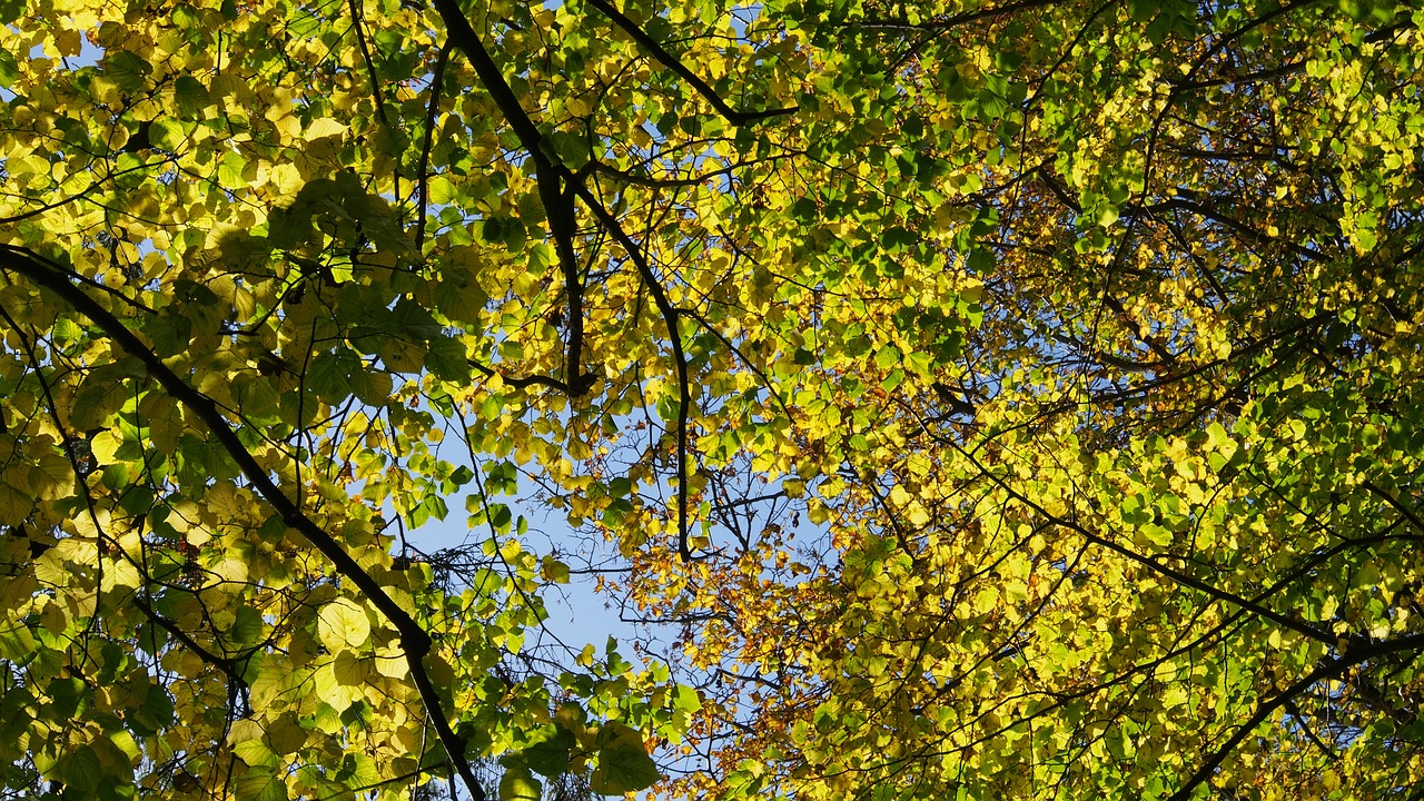 forest nature trees free photo