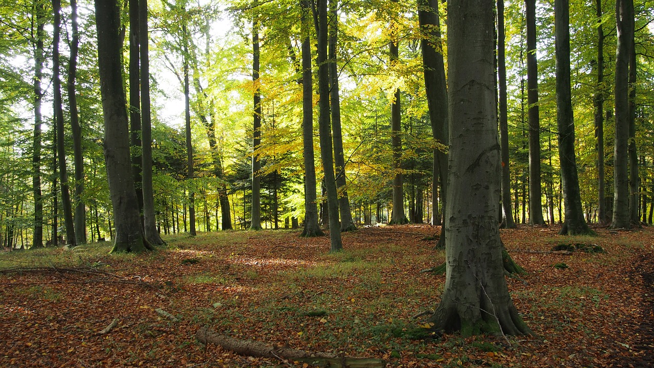 forest nature trees free photo