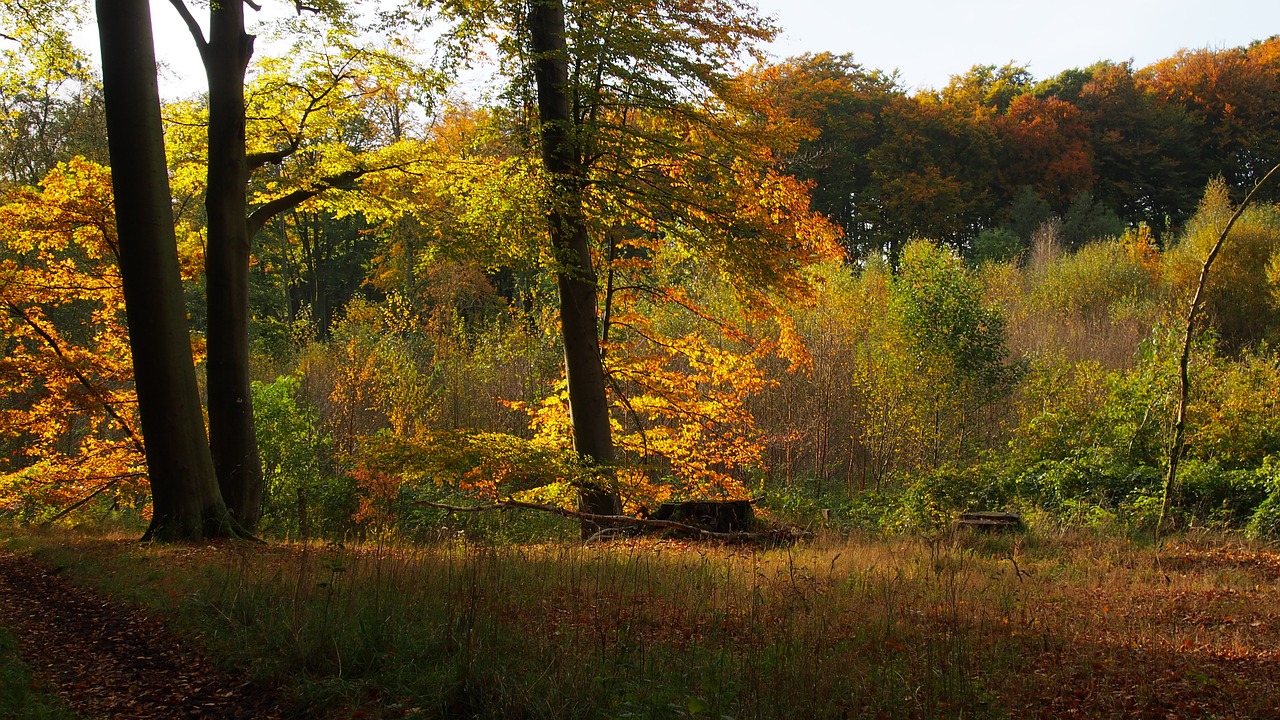 forest nature trees free photo