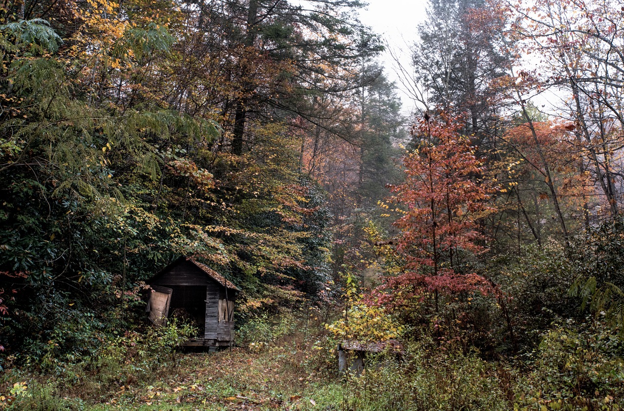 forest hut shelter free photo