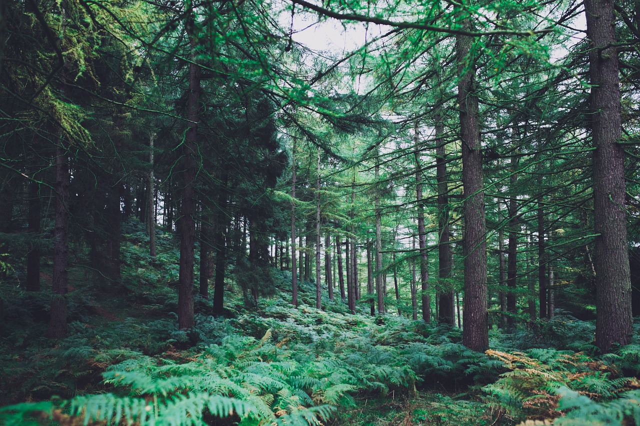 forest forest background pine free photo