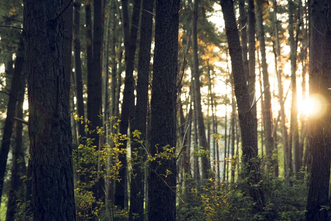 forest trees wood free photo