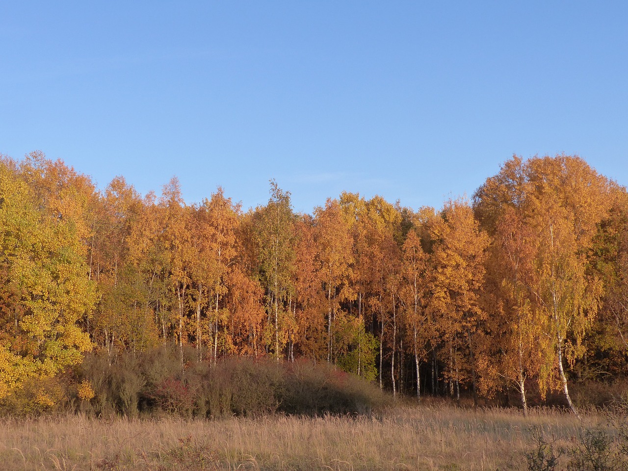 forest leaves autumn free photo