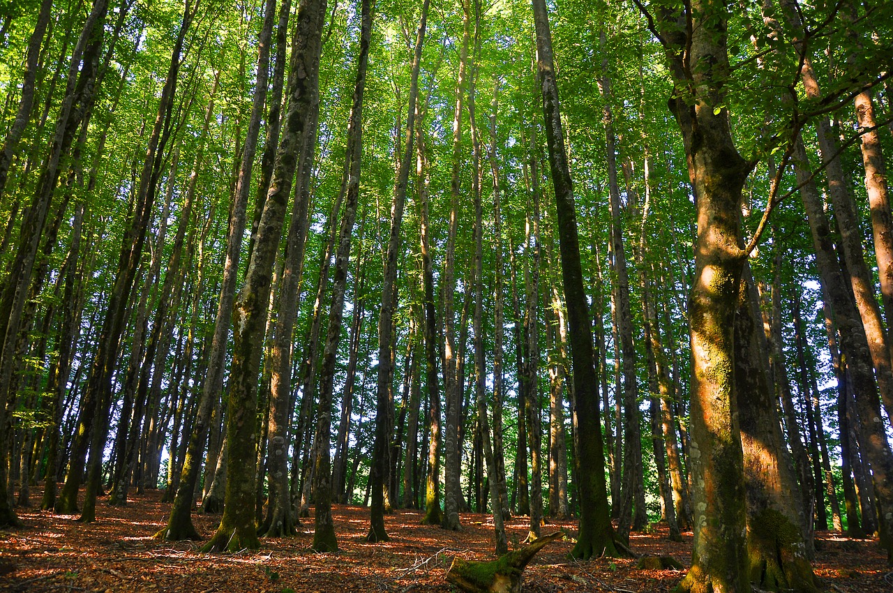 forest trees nature free photo