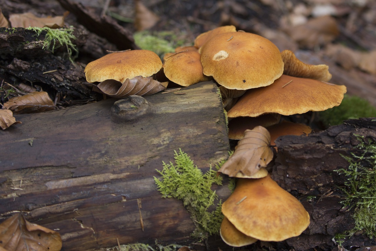 forest mushrooms moss free photo