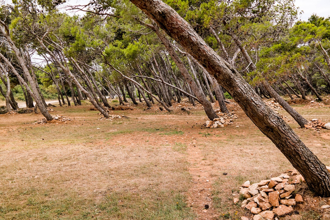 forest seaside nature free photo