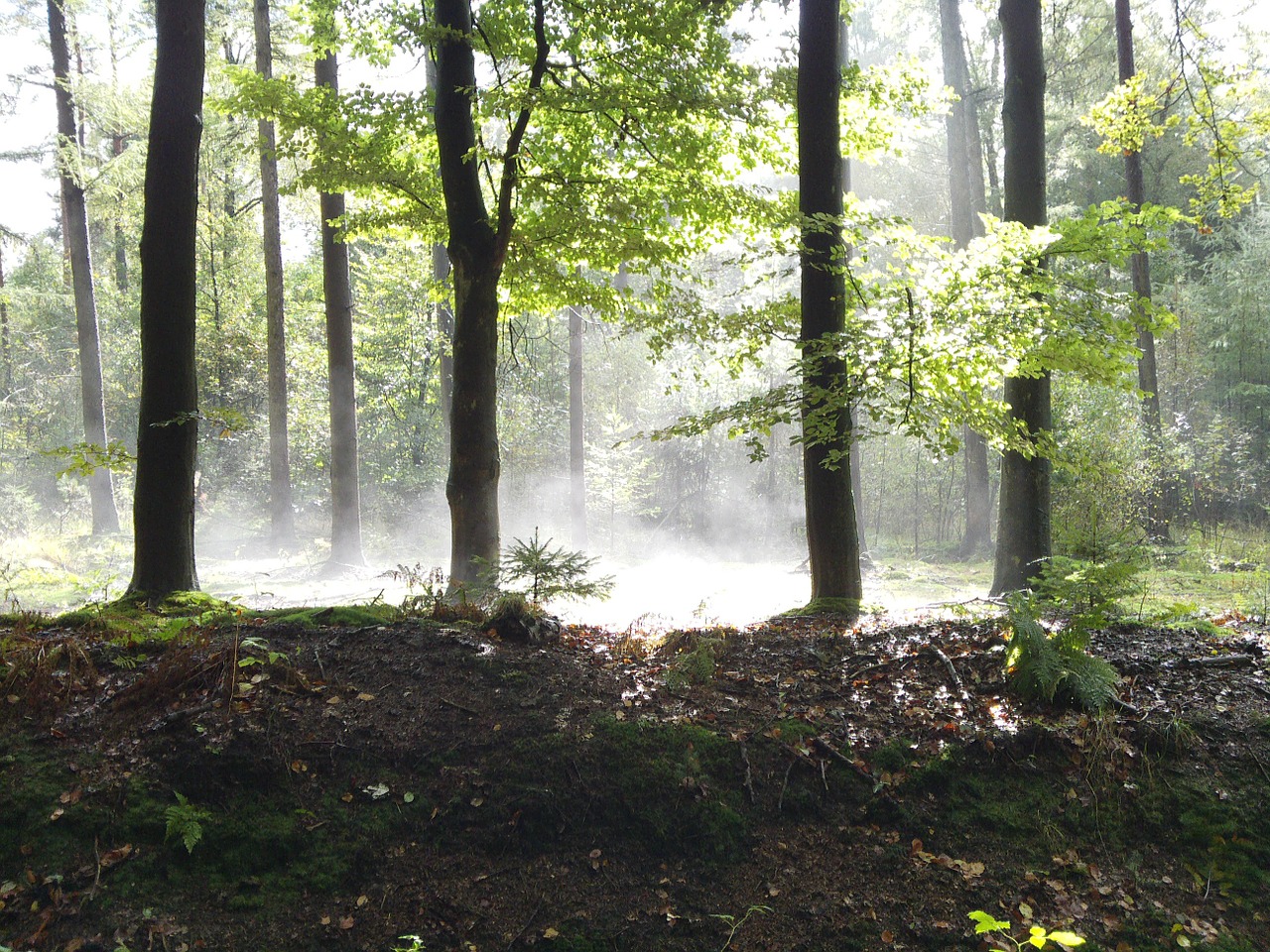 forest trees sun free photo