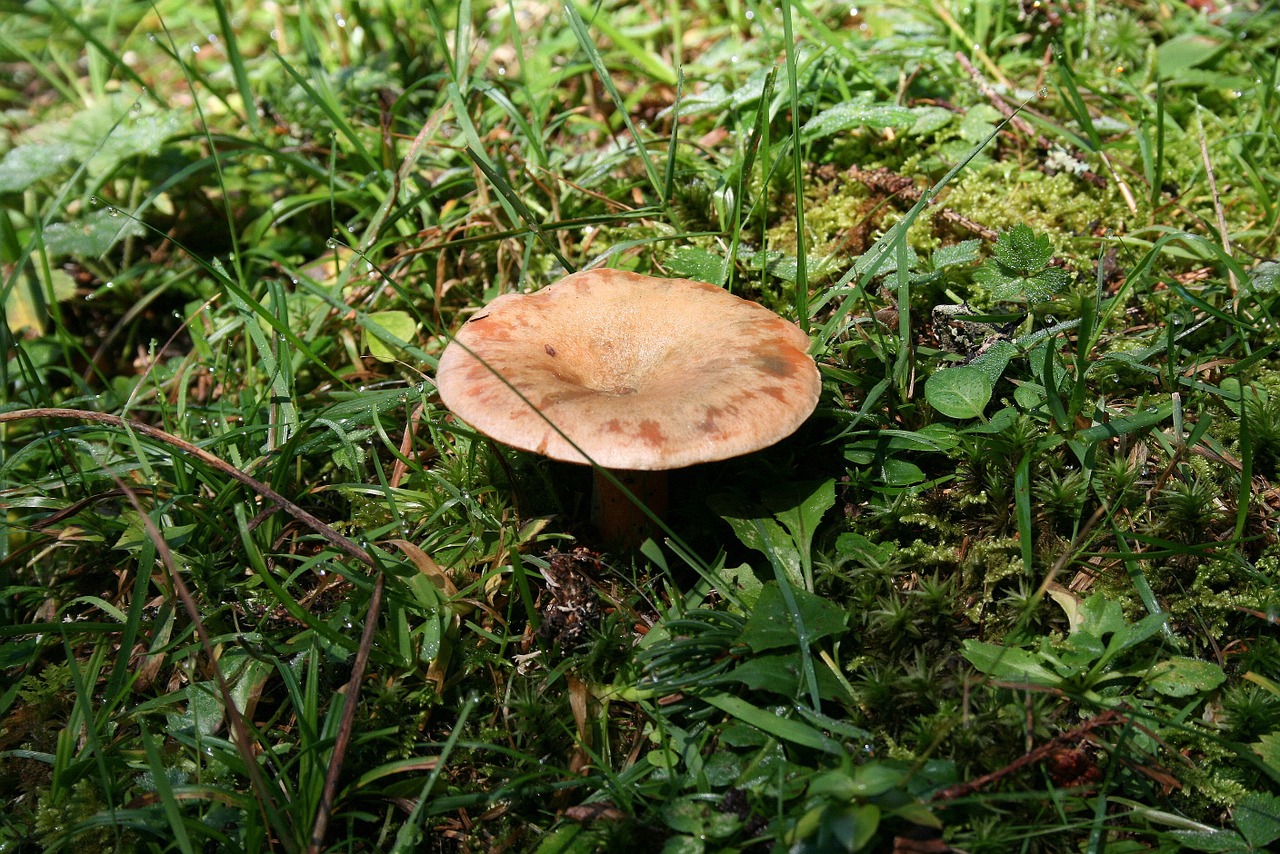 forest mushroom delicious deliciosus free photo