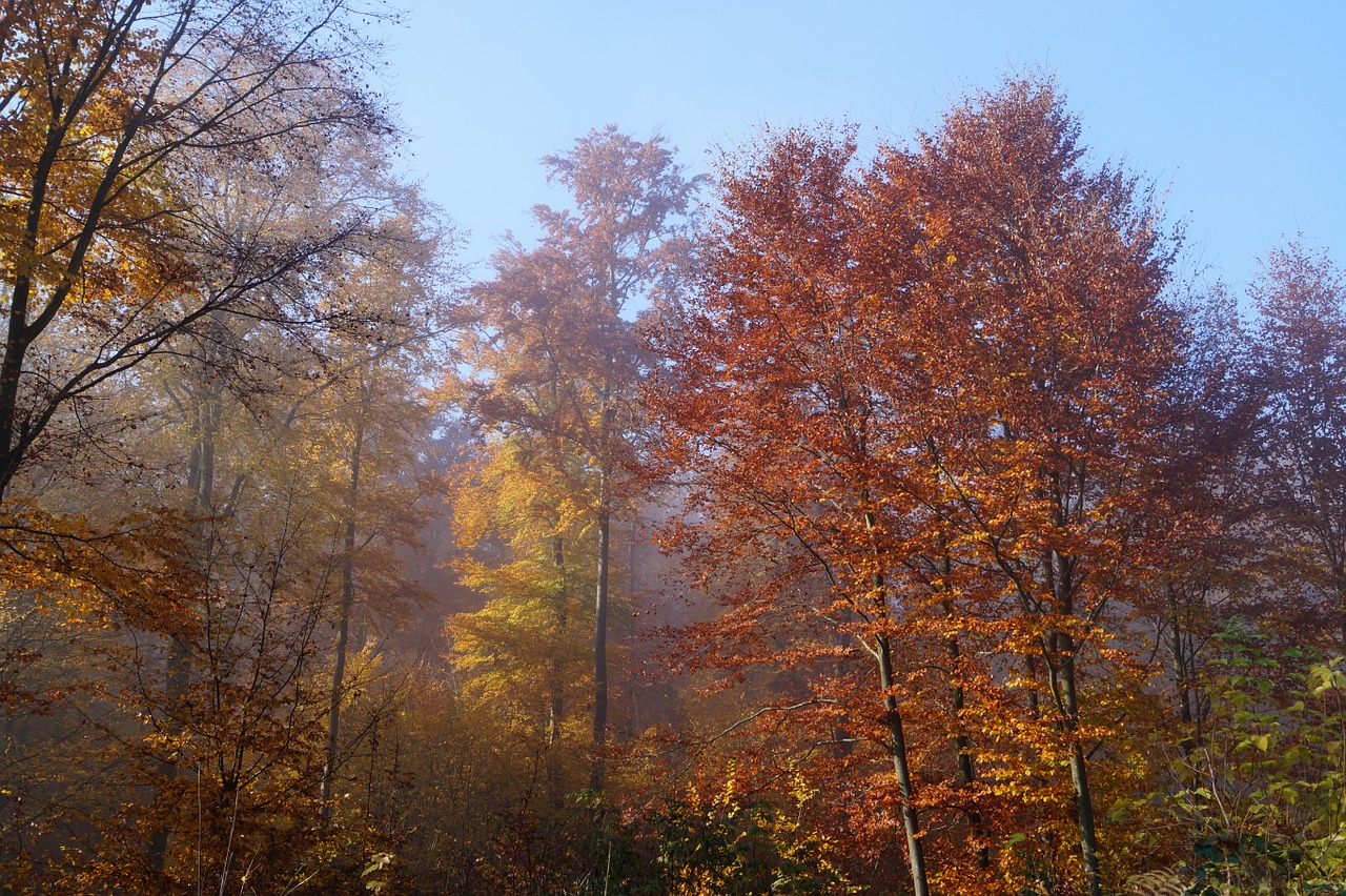 forest autumn colorful leaves free photo