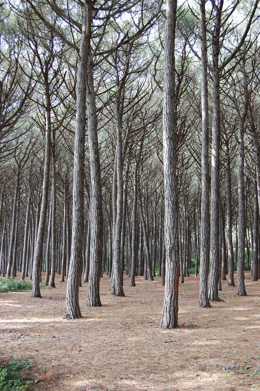 forest nature trees free photo