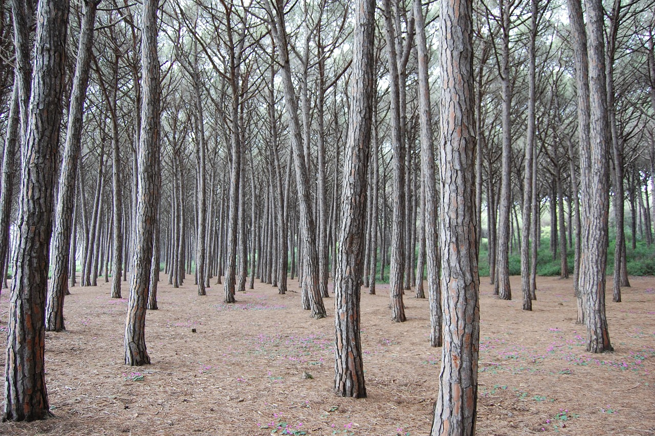 forest nature trees free photo