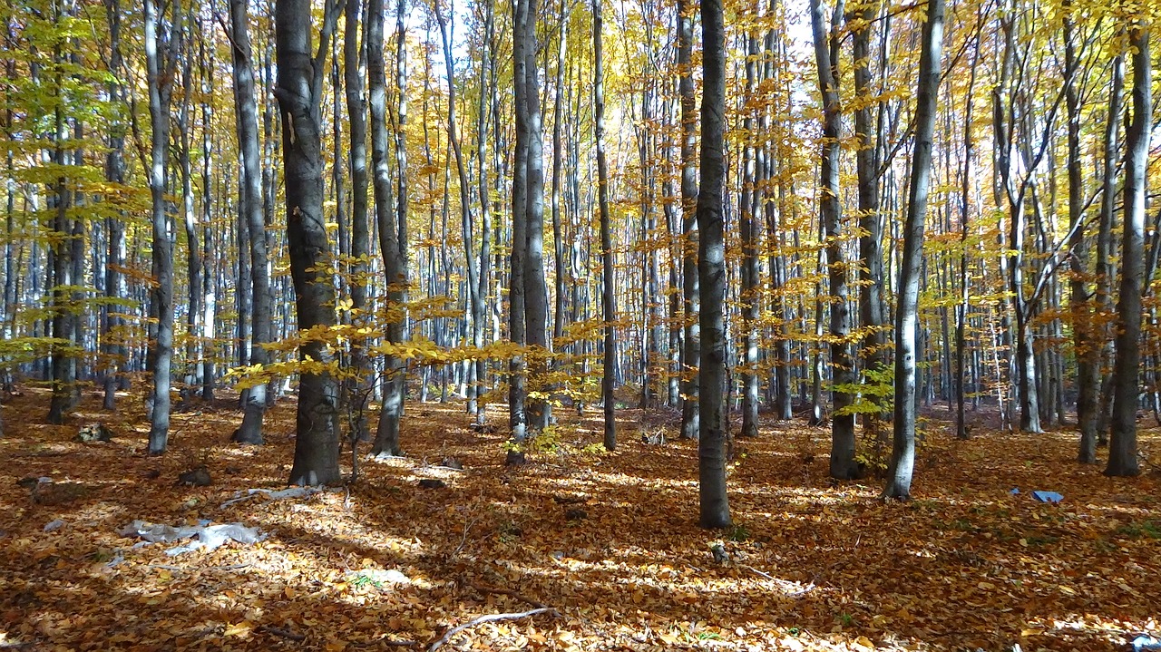 forest tree nature free photo