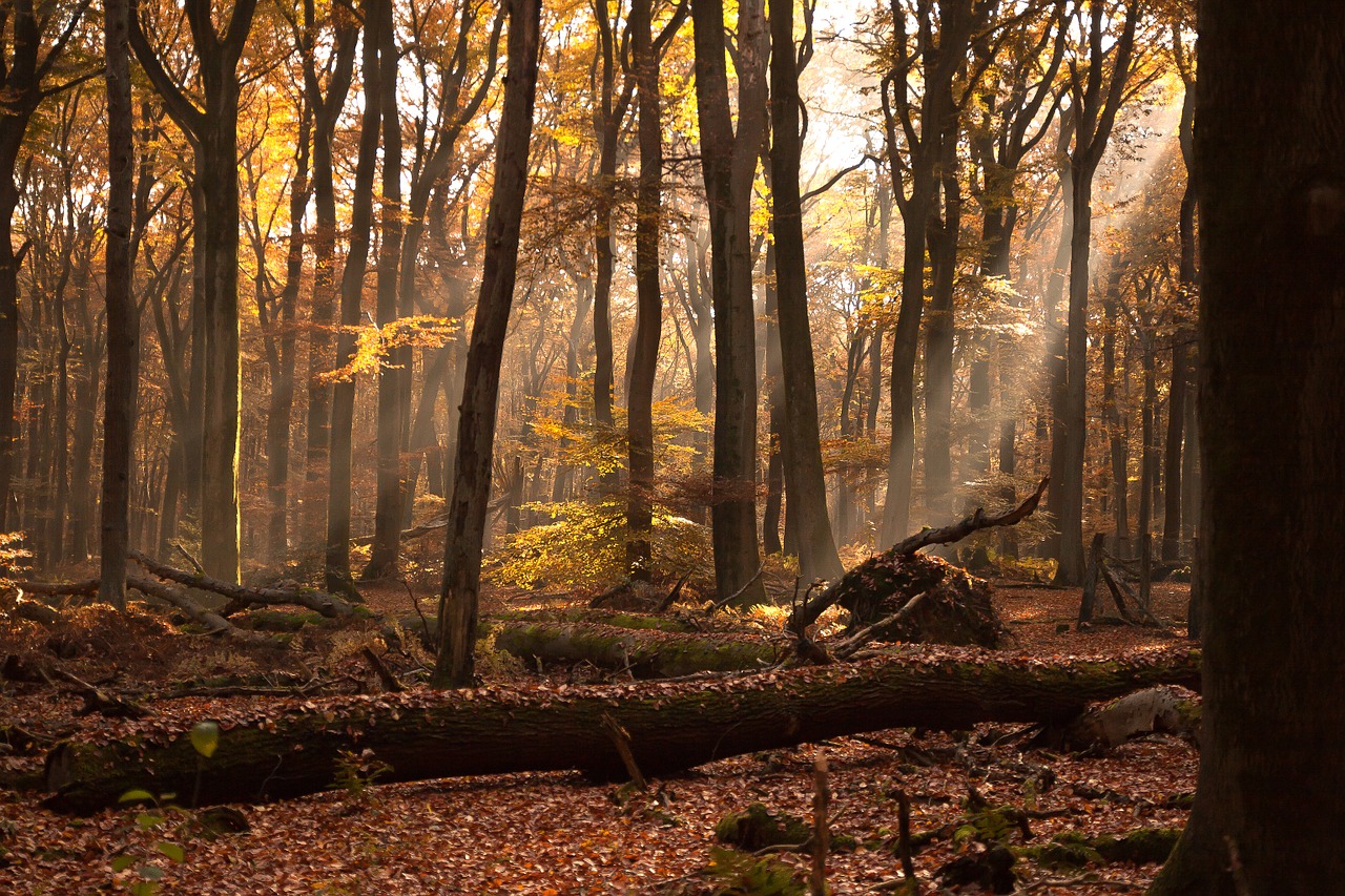 forest fog sunlight free photo