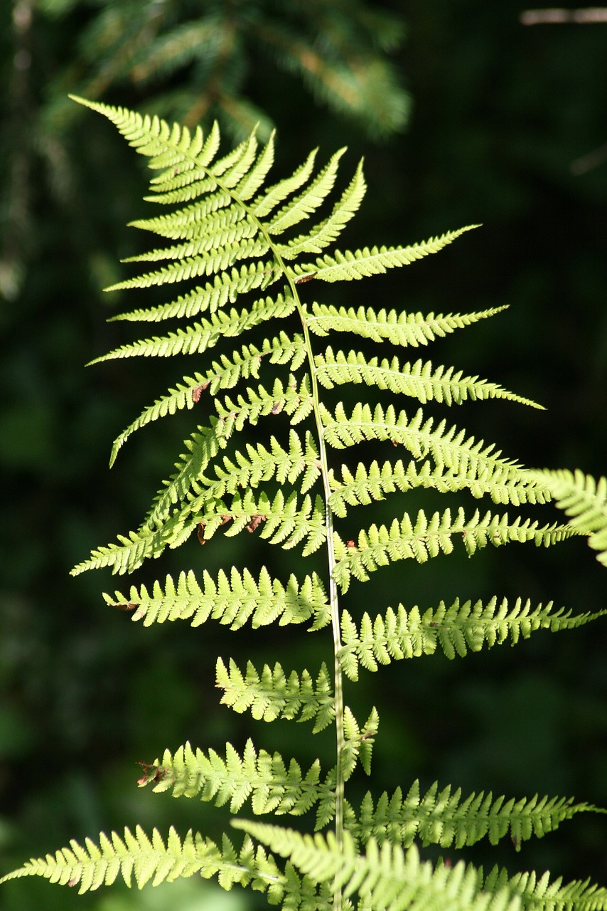 forest woodland plant fern free photo