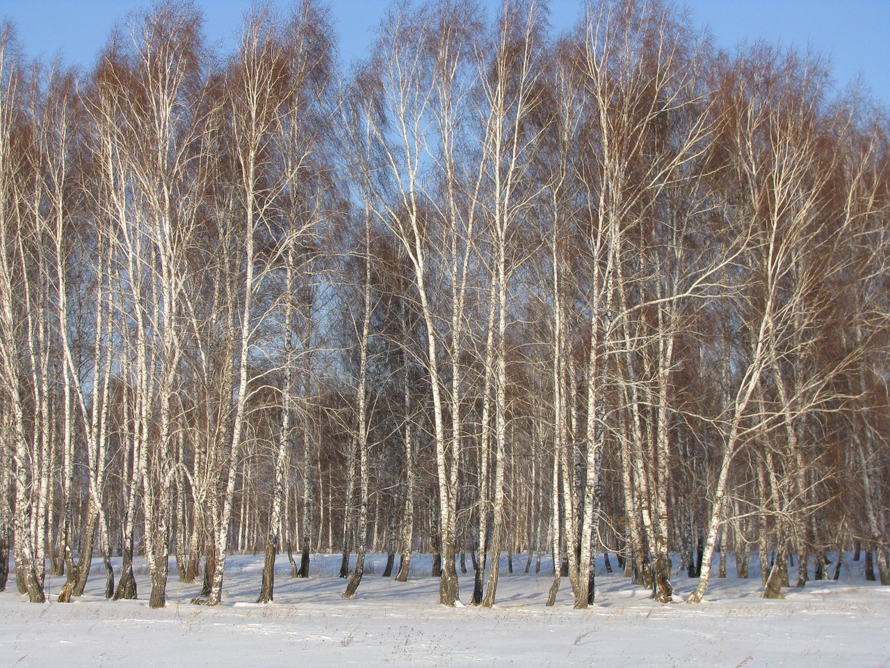 forest winter birch free photo