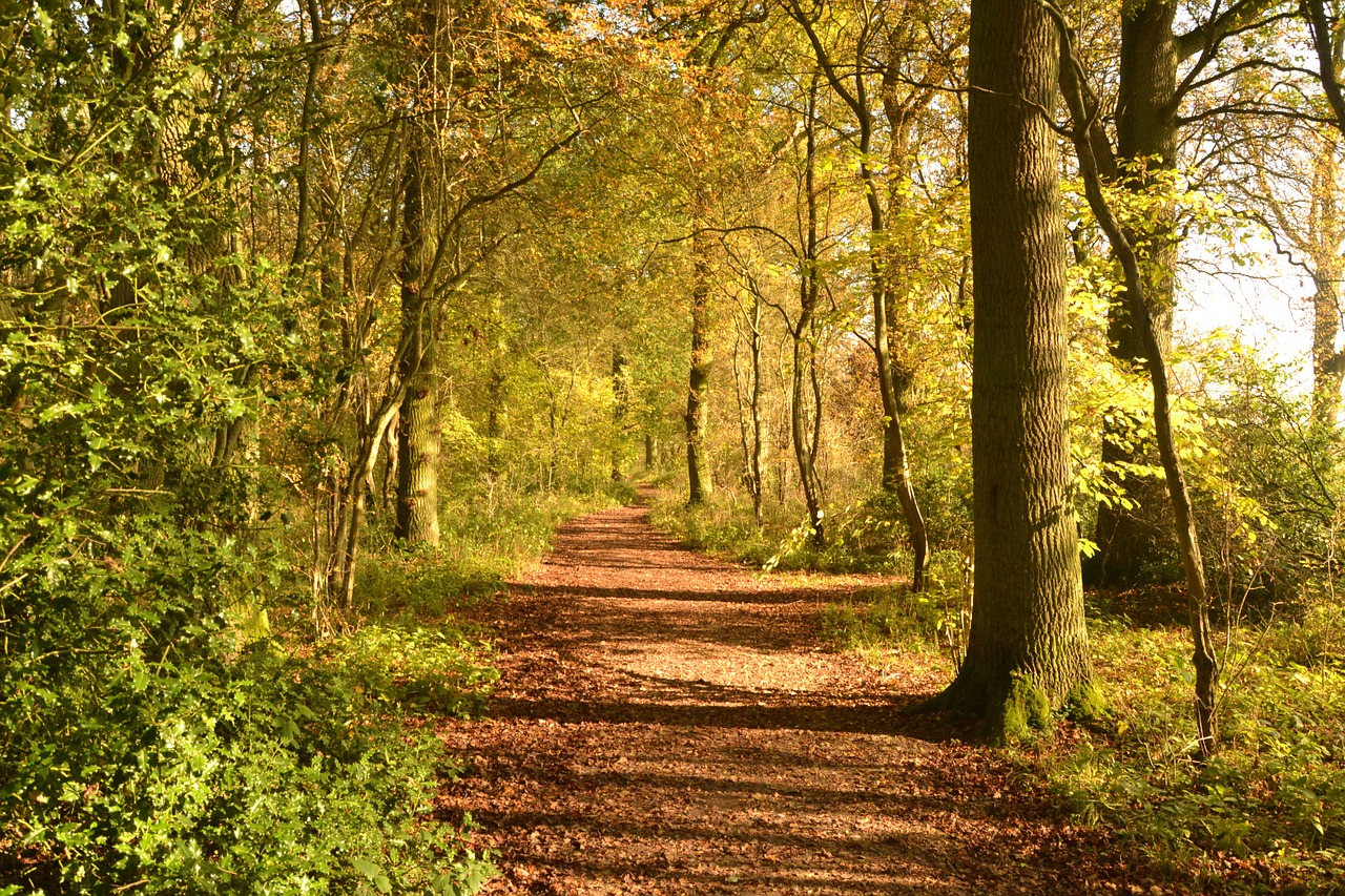 forest path autumn free photo