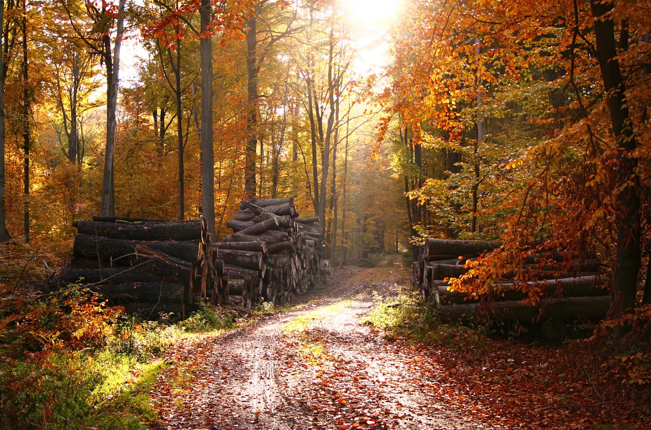 forest fairy forest autumn free photo