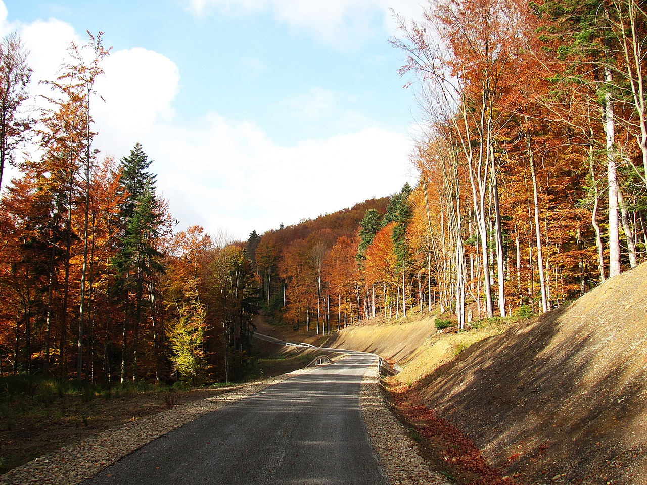 forest landscape tree free photo