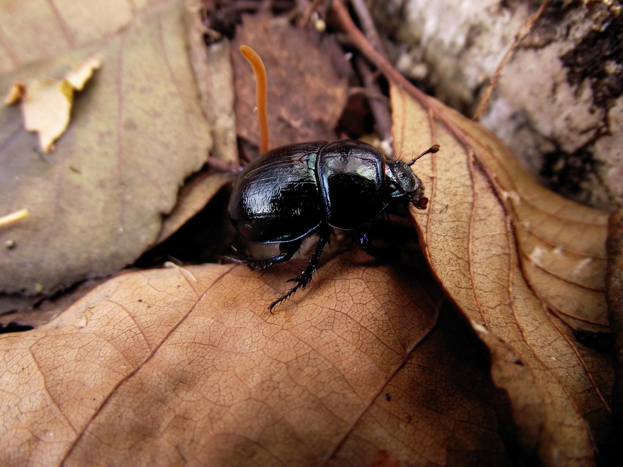 forest worm the beetle free photo