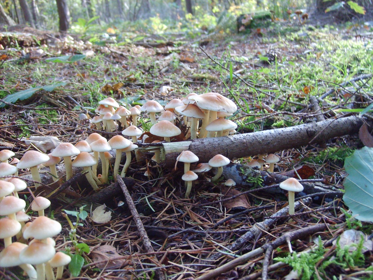 forest mushroom nature free photo