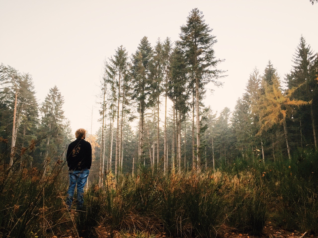 forest viewing nature free photo