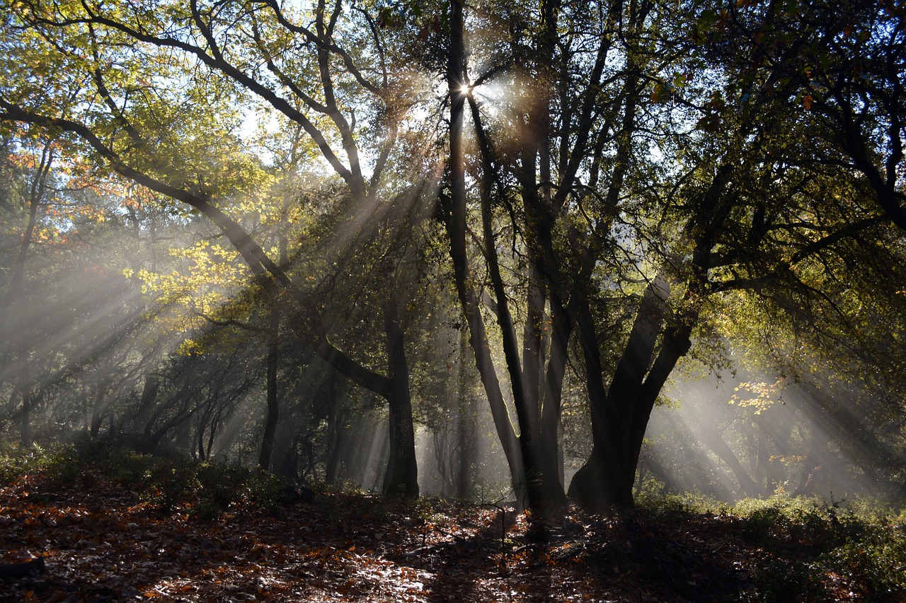 forest rays nature free photo