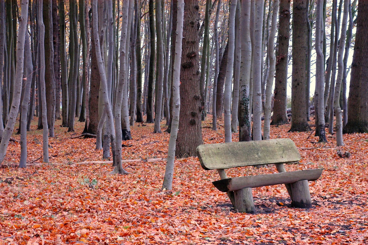 forest bank bench free photo