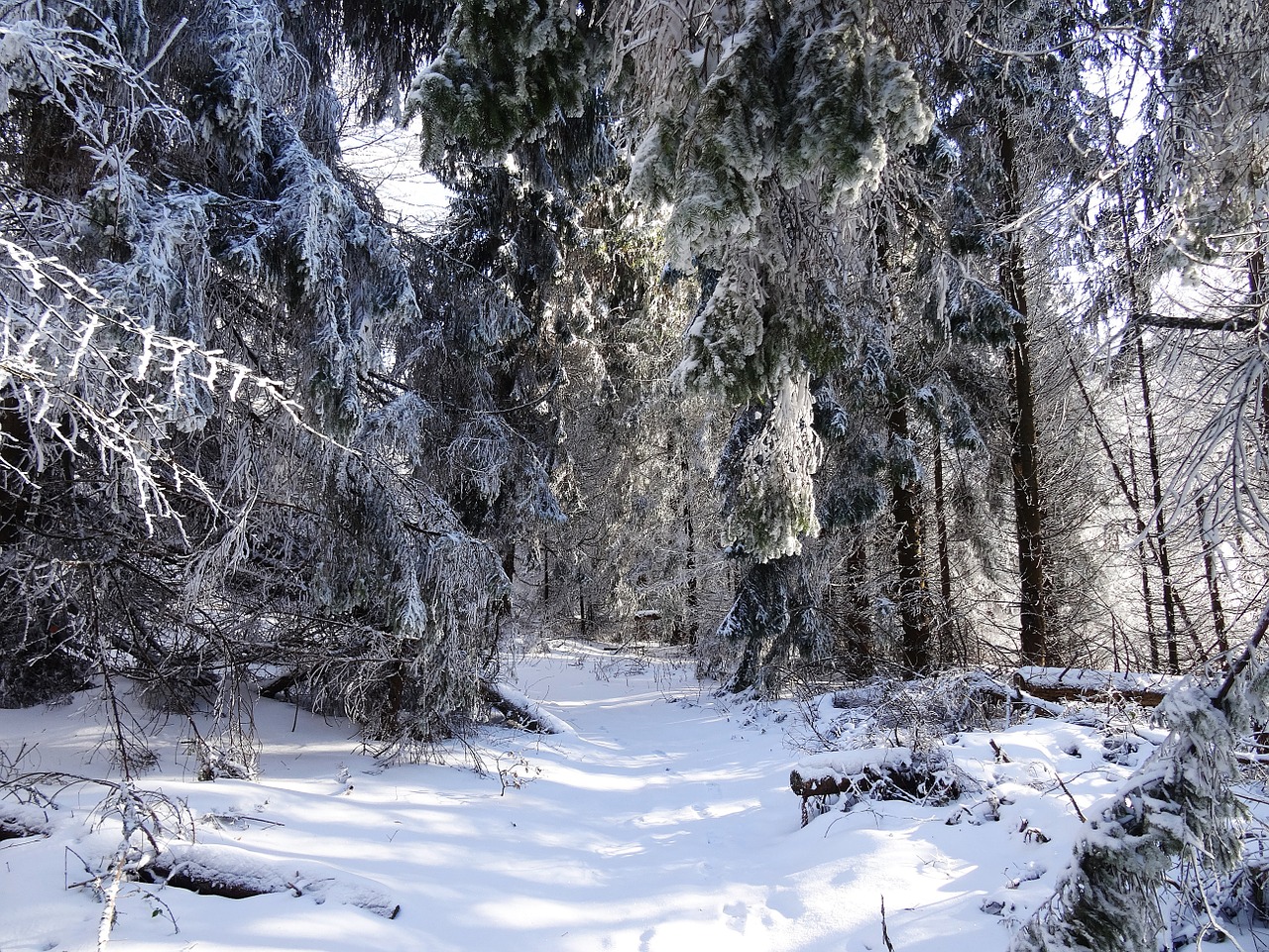 forest tree panorama free photo