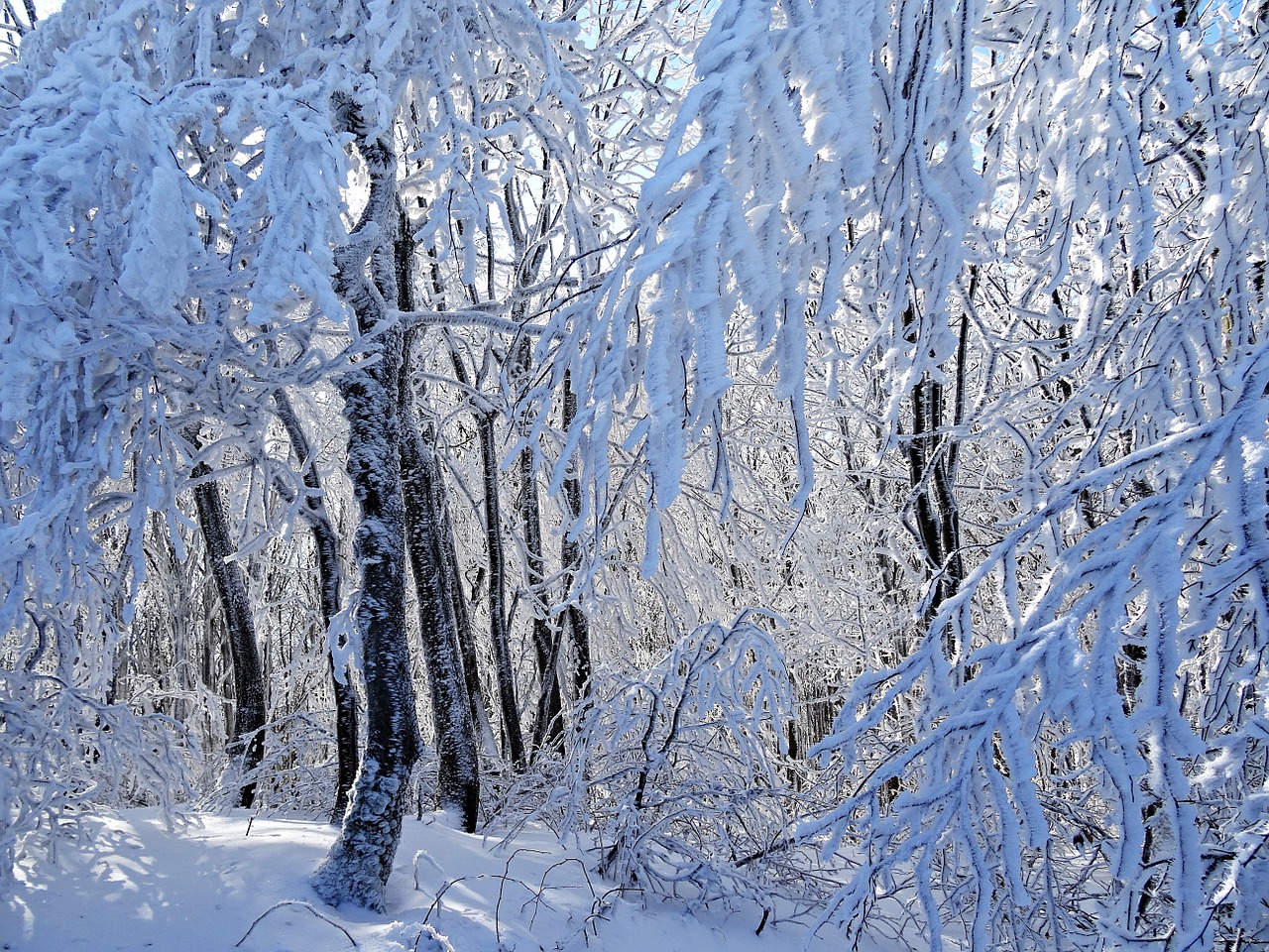 forest tree panorama free photo