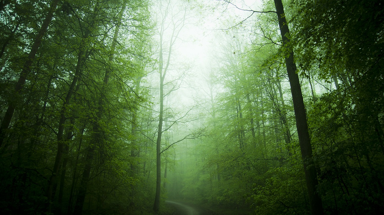 forest forests trees free photo