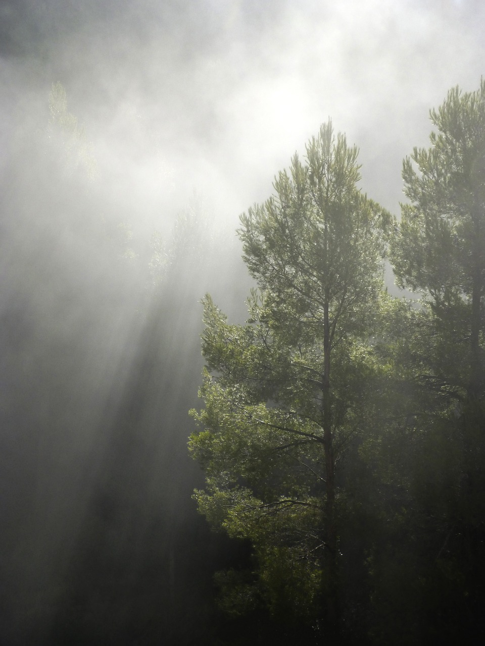 forest fog ray of sunshine free photo