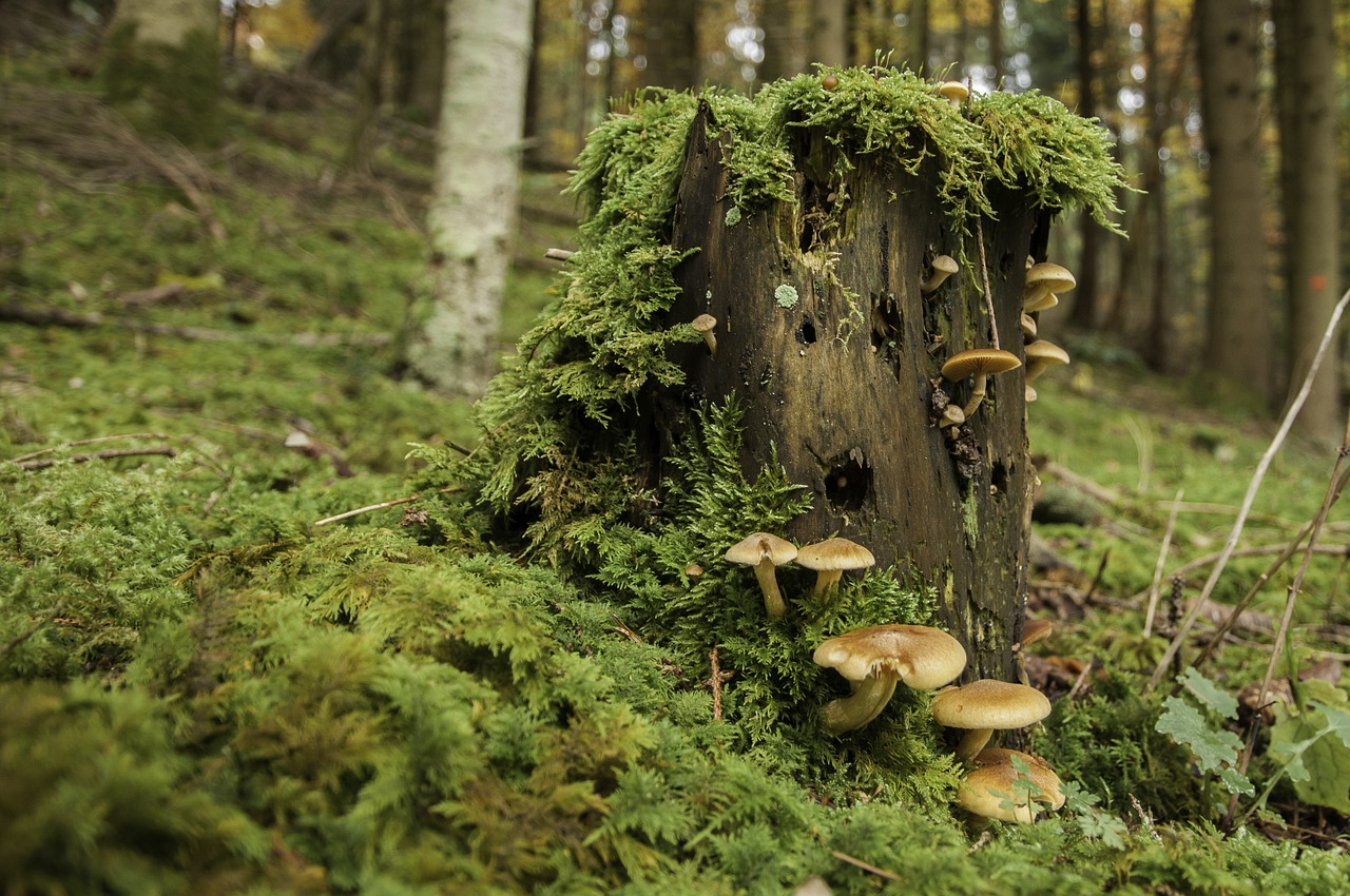 forest tree fungi log free photo