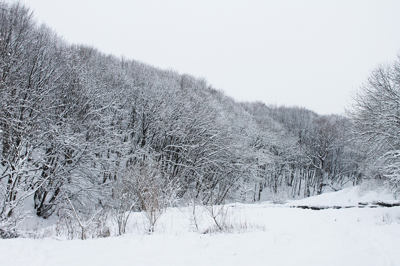 forest winter winter forest free photo