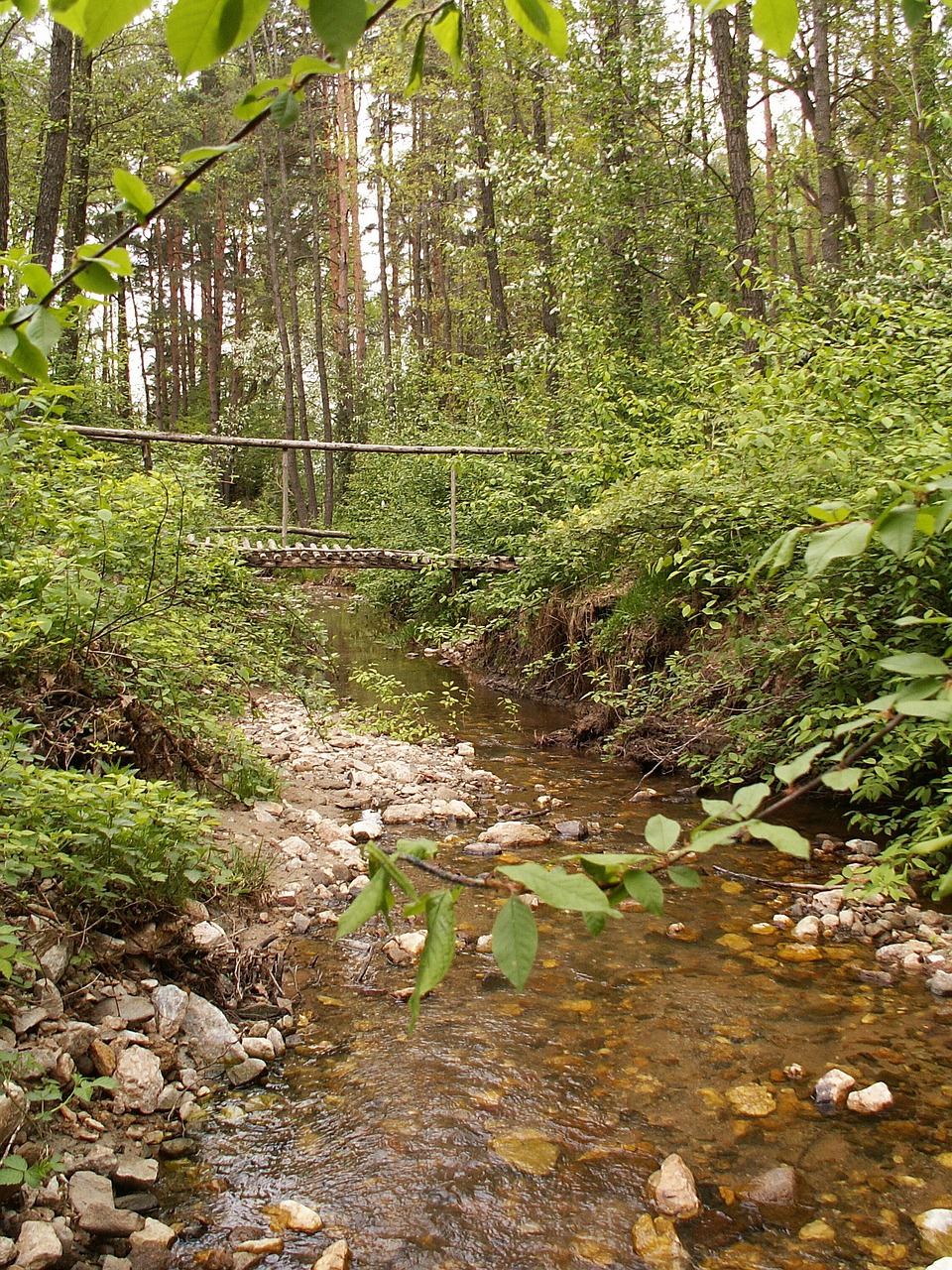 forest stream water free photo