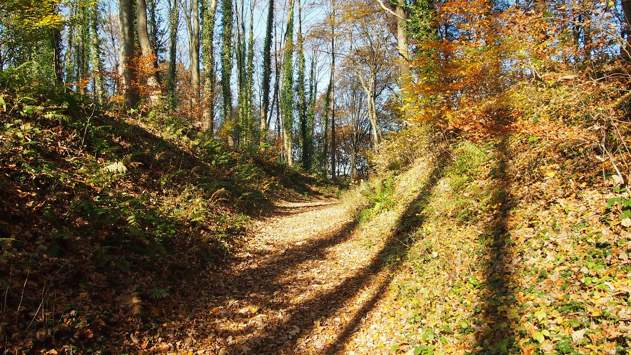 forest autumn shadow free photo