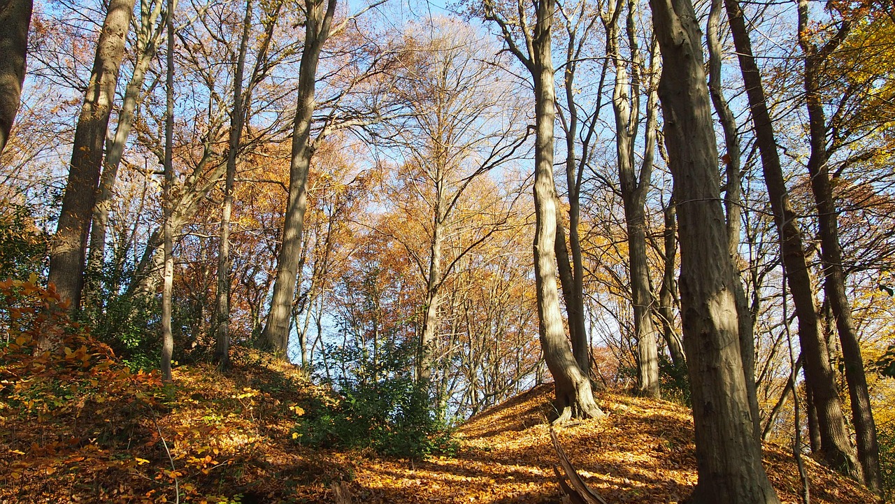 forest autumn shadow free photo