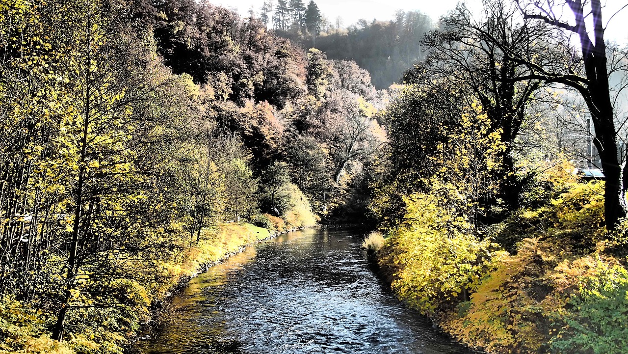 forest autumn shadow free photo