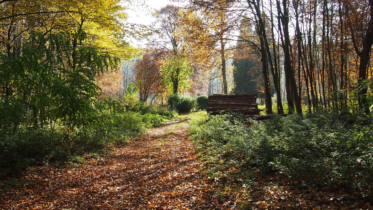 forest autumn shadow free photo