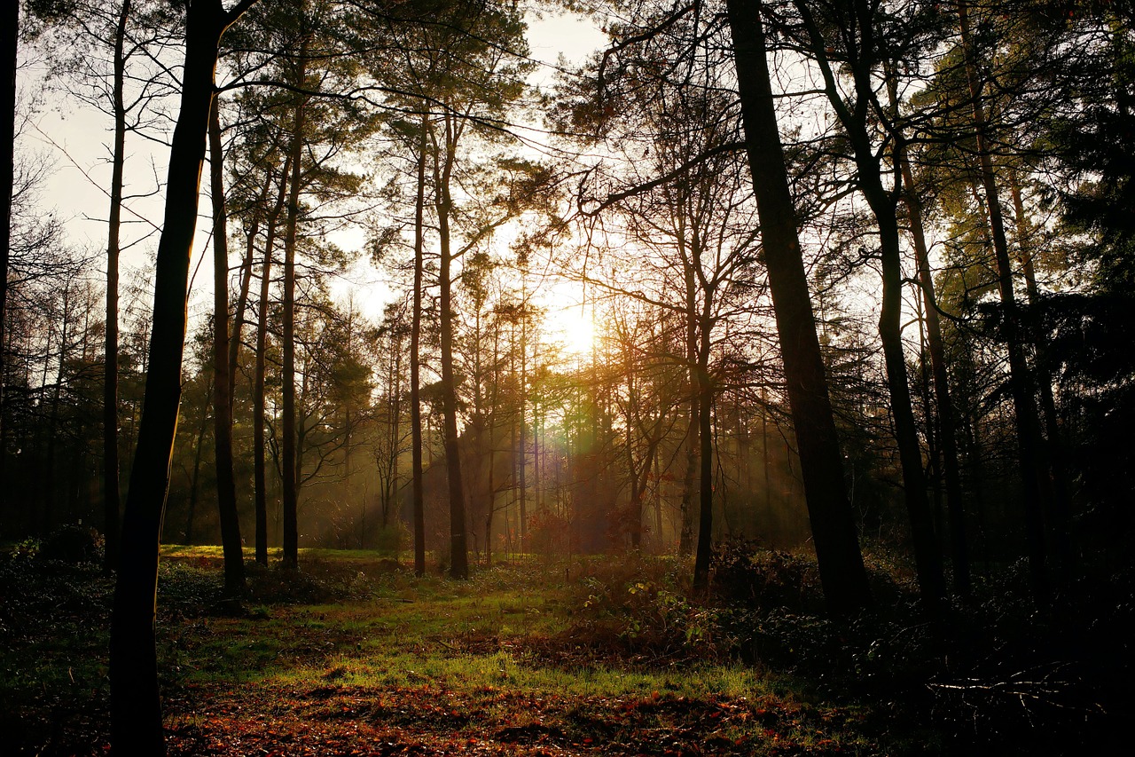 forest trees mood free photo