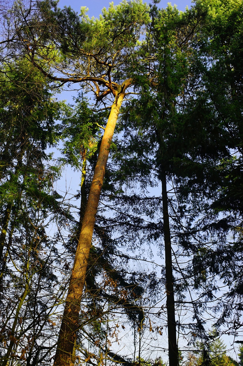 forest trees mood free photo