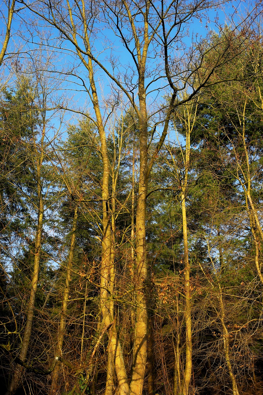 forest trees mood free photo