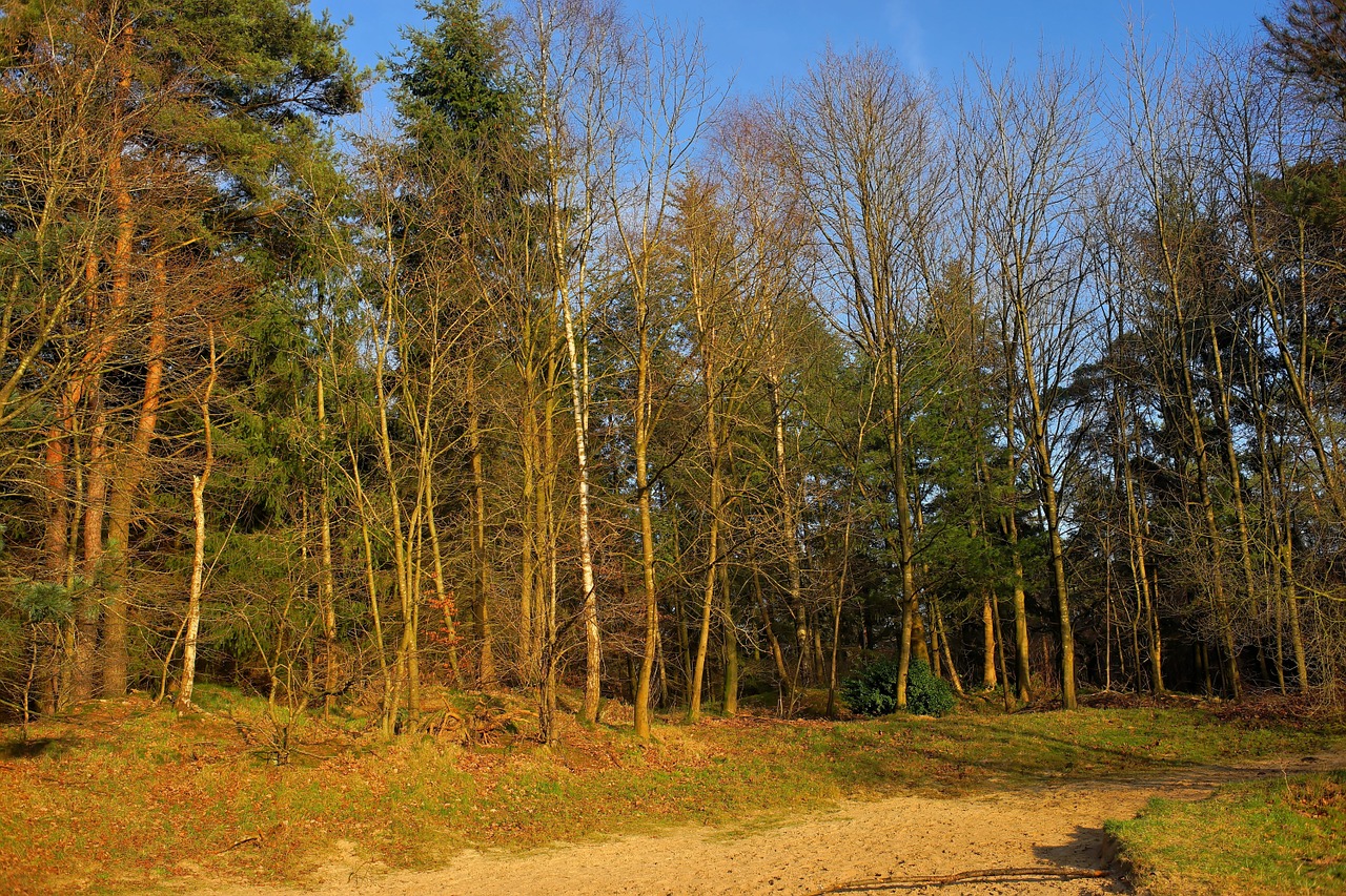 forest trees mood free photo