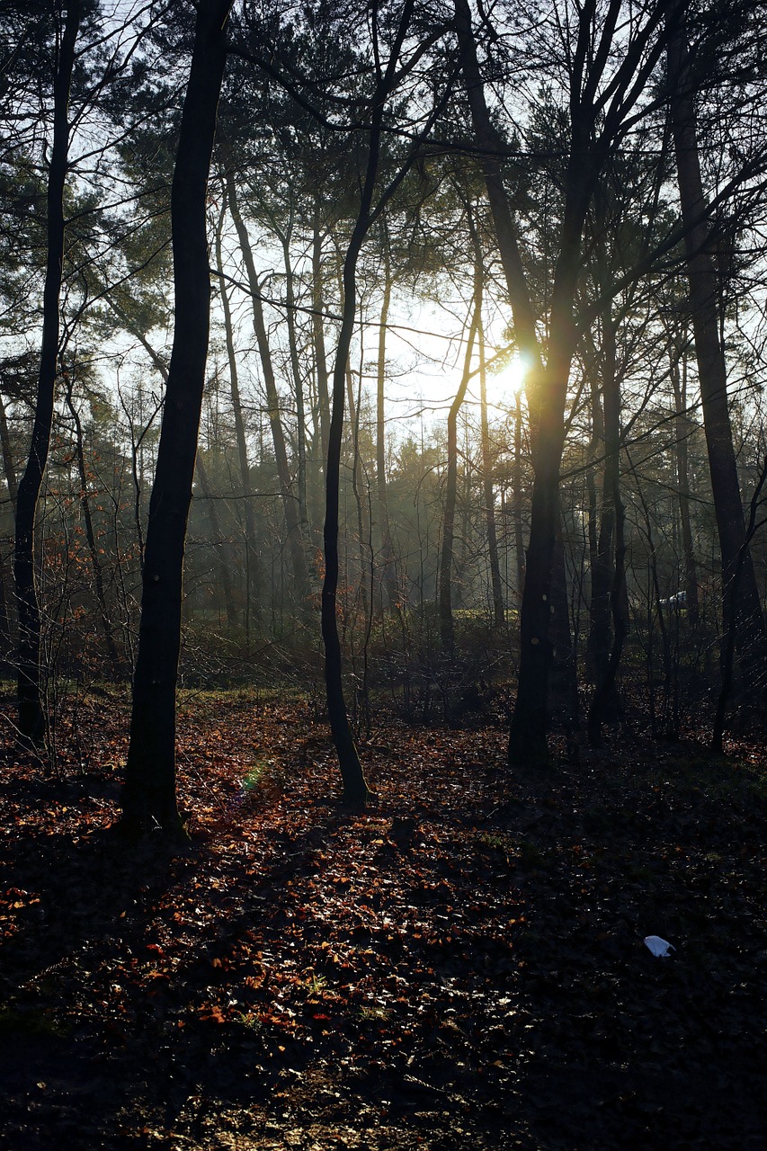 forest trees mood free photo