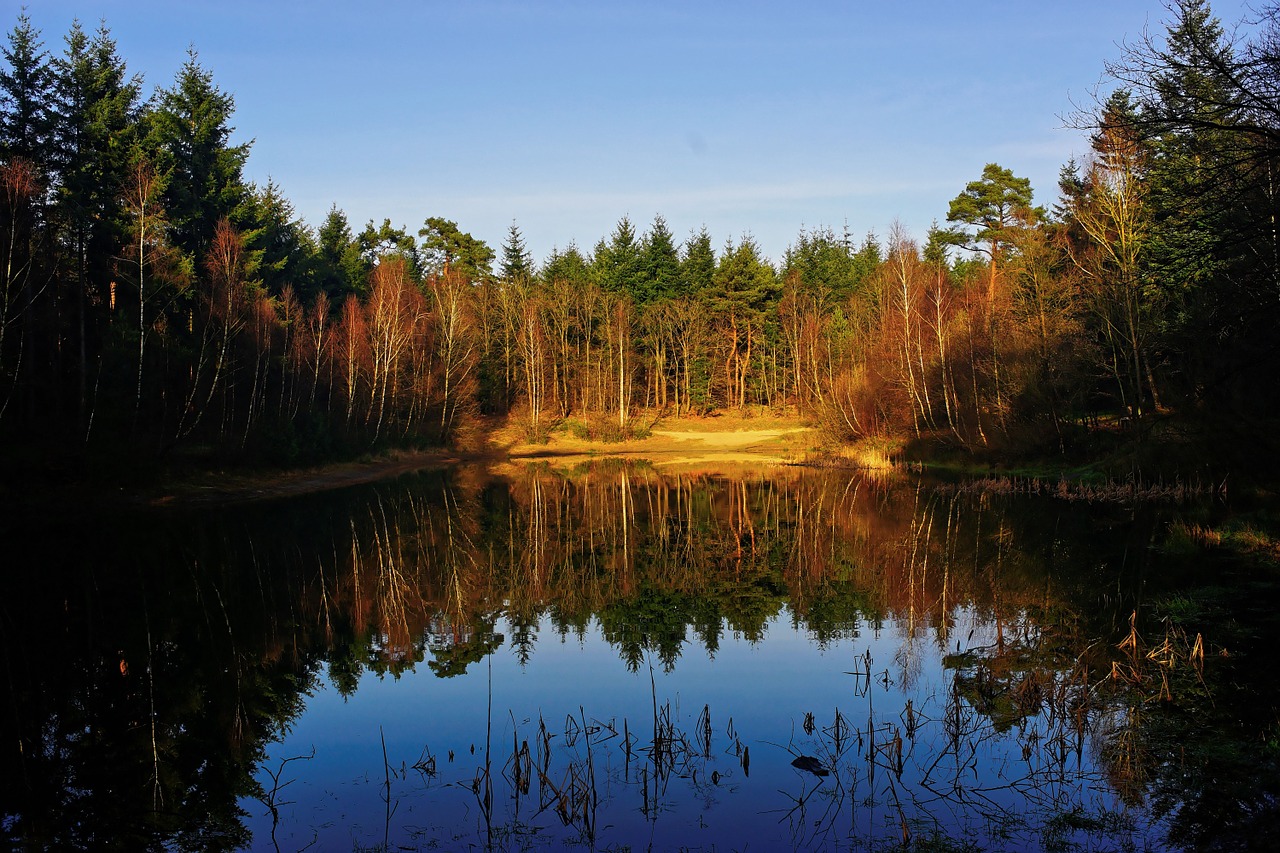 forest trees mood free photo