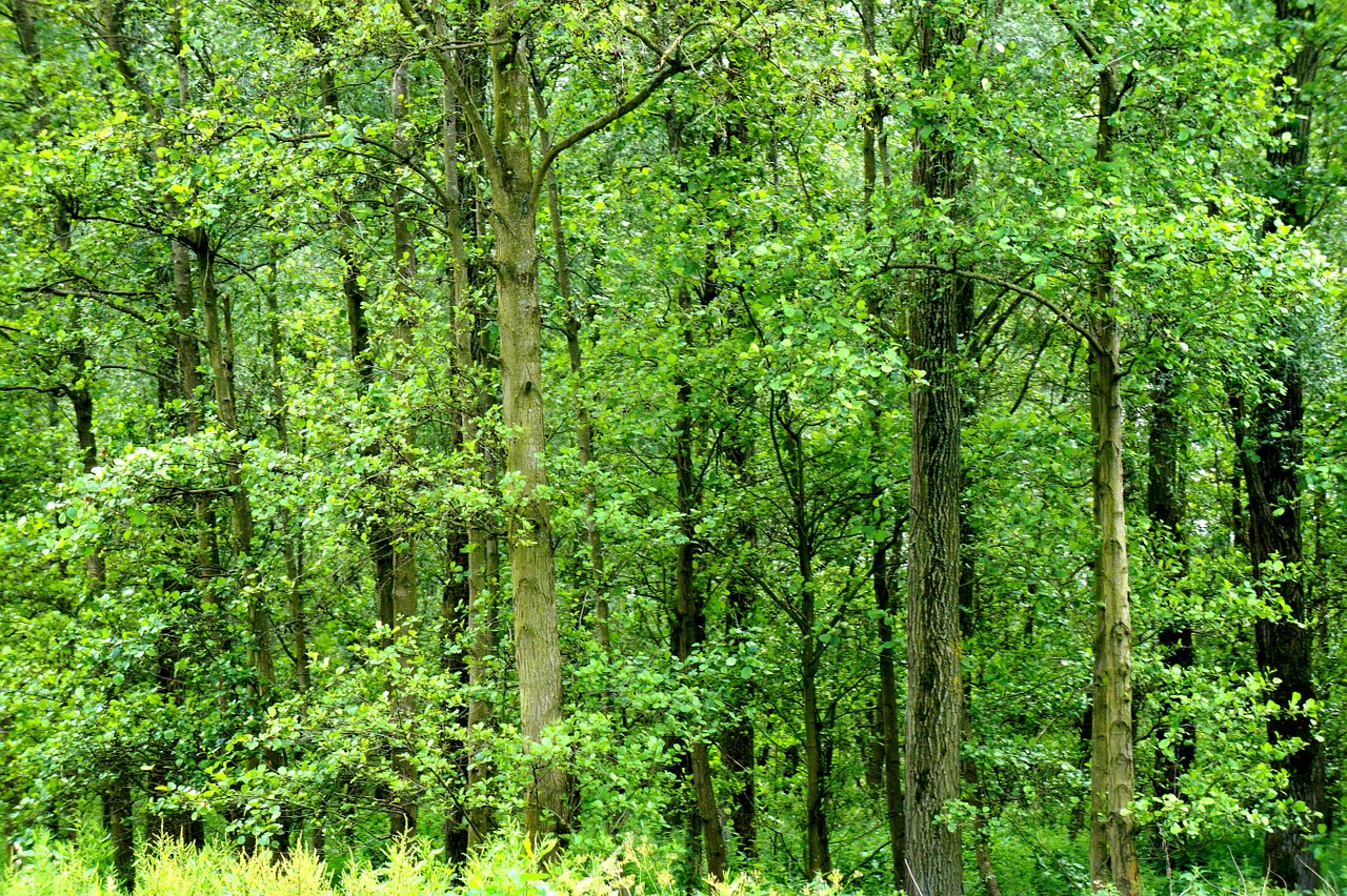 forest netherlands nature free photo